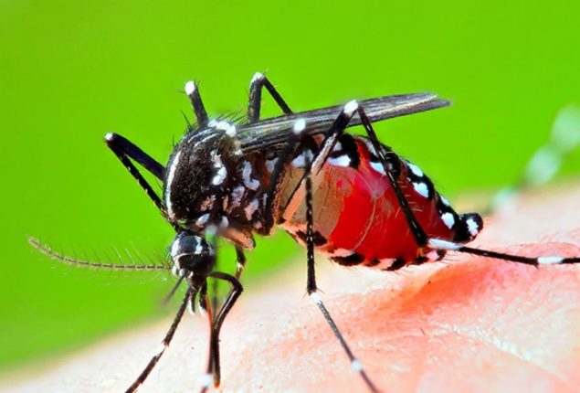 NIH Warns of Dengue Risk, Calls for Immediate Precautions