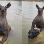 Man’s Heroic Battle with Kangaroo to Save Dog Goes Viral