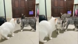 Cat Acts as Peacemaker