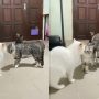 Viral Video: Cat Acts as Peacemaker in Preventing a Kitty Fight