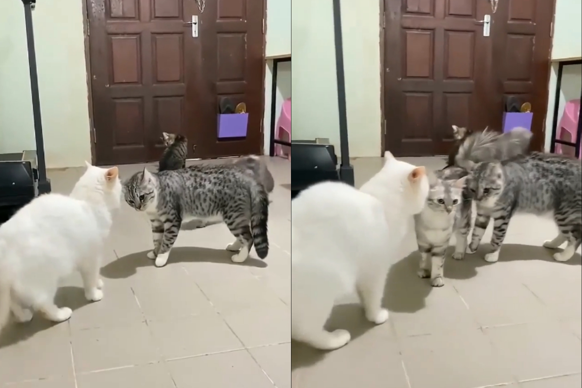 Cat Acts as Peacemaker