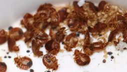 Paris faces bedbug outbreak