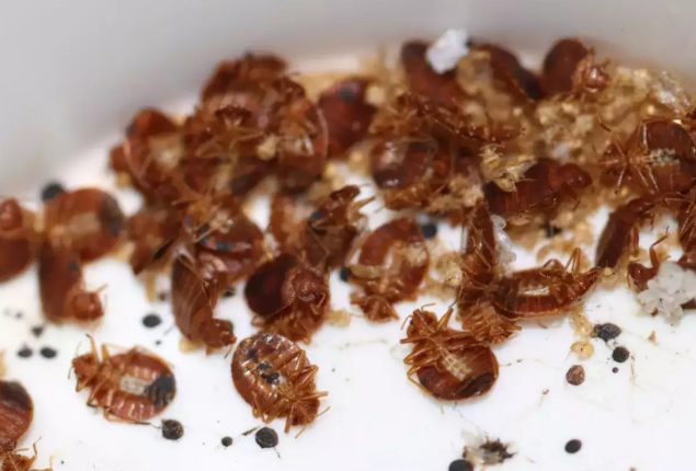 Expert advice travelers as Paris faces bedbug outbreak