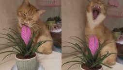 Watch Video: Cat’s Sneaky Plant Snack Caught on Camera