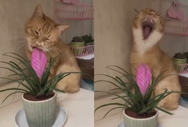 Cheeky cat