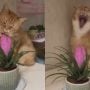 Watch Video: Cat’s Sneaky Plant Snack Caught on Camera