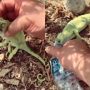 Man Performs CPR to Revive Chameleon: Watch the Video
