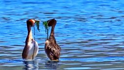 Water Bird