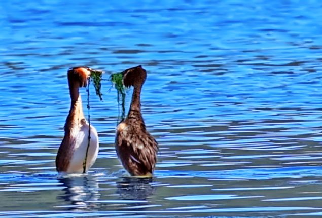 Viral Video: Amazing Water Bird Courtship Dance