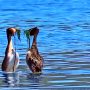 Viral Video: Amazing Water Bird Courtship Dance