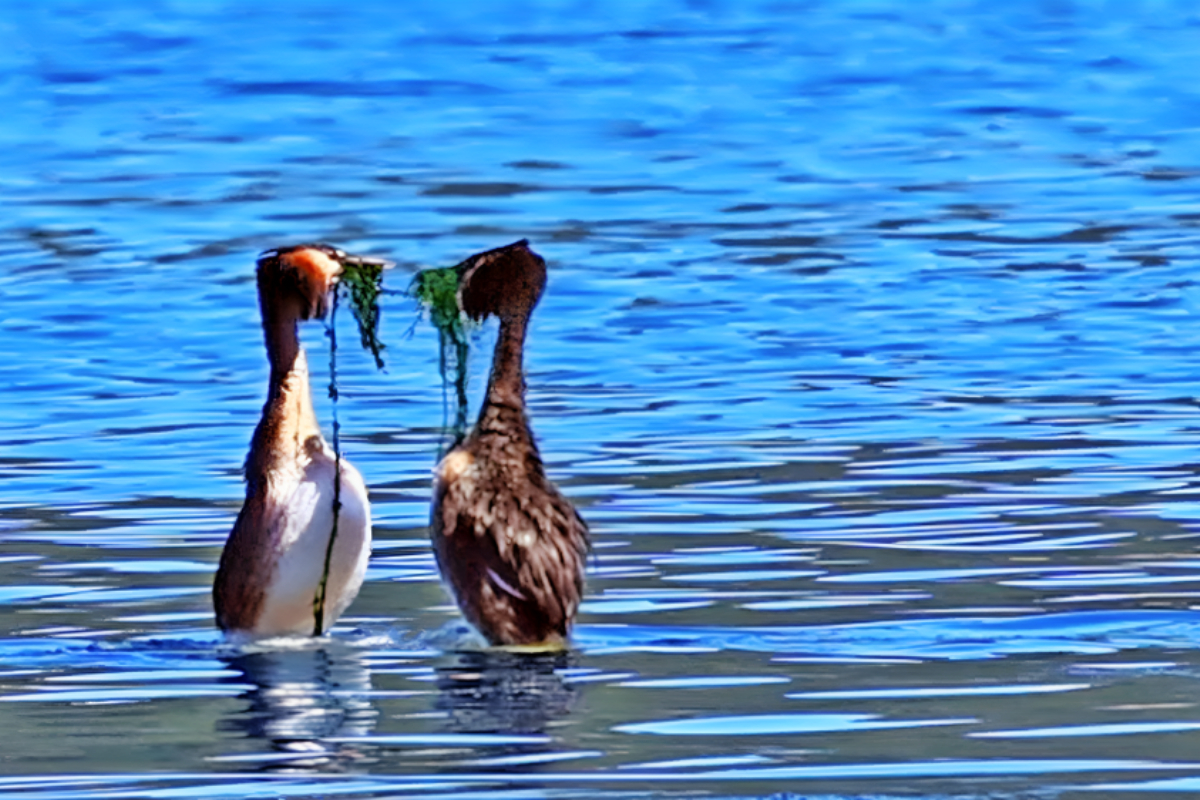 Water Bird