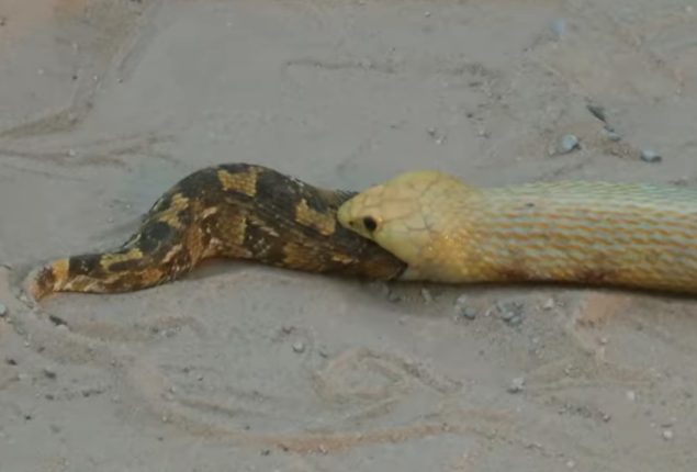 Snake