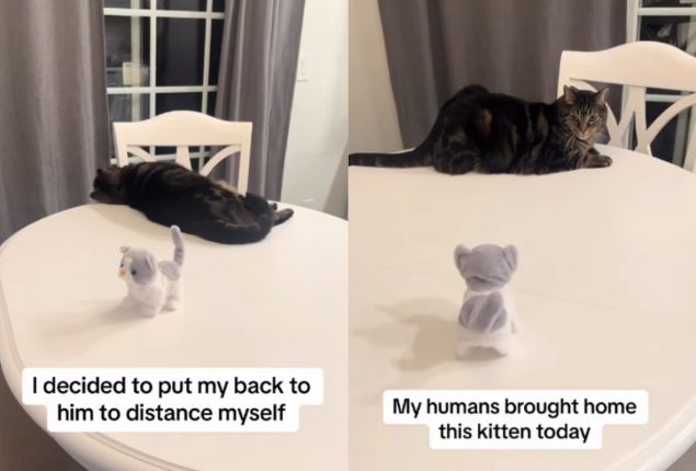 Cat