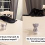 Cat refuses to be a ‘dad’ to a toy kitten, then changes his mind