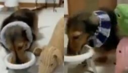 Viral Video: Dog ‘invite’ its plush toys to eat with it