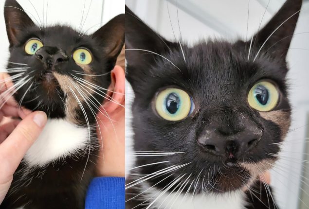 Watch: Unique Cat with Two Noses Amazes Caretakers