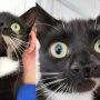 Watch: Unique Cat with Two Noses Amazes Caretakers