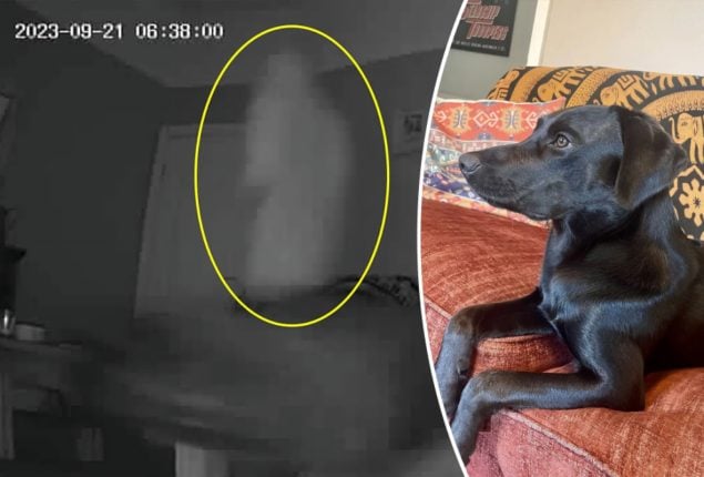 Security camera shows a mystery man scaring a spooking dog