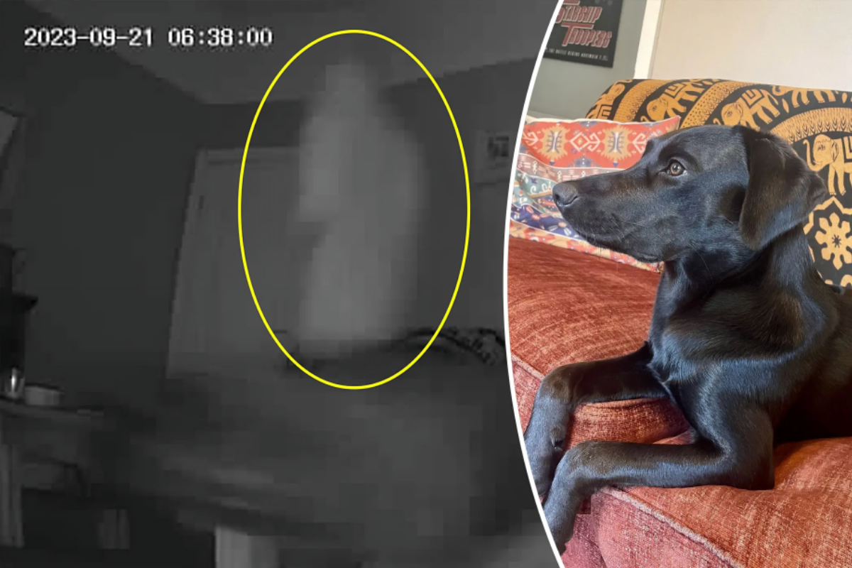spooking dog