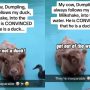 Viral Video: Cow Mistakenly Thinks It’s a Duck
