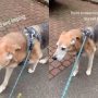 Watch: Clever Dog Pretends to Limp for Special Trips