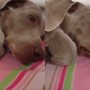 Viral Video: Puppy Finds a Cozy Blanket in Mama Dog’s Ear
