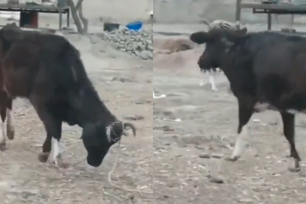 Cow's Clever Escape