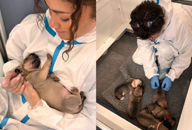 Unseen photos of Tom Holland and Zendaya with puppies win hearts