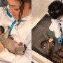 Unseen photos of Tom Holland and Zendaya with puppies win hearts