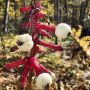 Doll’s Eyes Plant: A Creepy Delirium-Inducing Photo