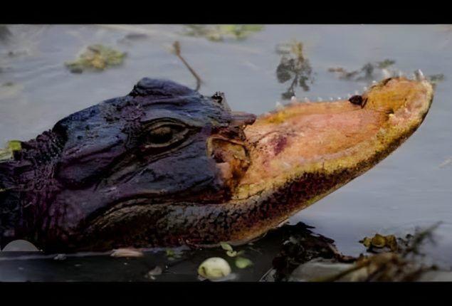 Crocodile with a missing jaw discovered