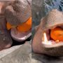 Pumpkin Treats for Hippos and Elephants at US Zoo!