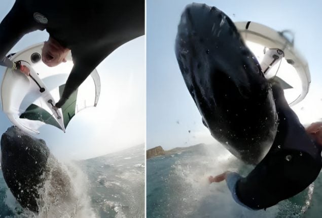 Whale