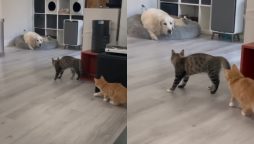 Viral Video: Cat’s Mischievous Prank Goes Wrong
