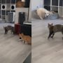 Viral Video: Cat’s Mischievous Prank Goes Wrong