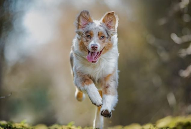 Brave Dog Saves Owner from Attackers: Watch Video