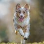 Brave Dog Saves Owner from Attackers: Watch Video