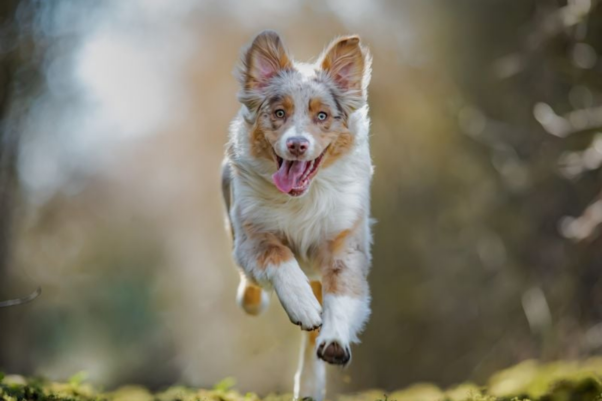 Brave Dog