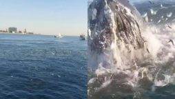US Angler’s Close Encounter with Massive Whale