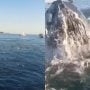 US Angler’s Close Encounter with Massive Whale