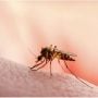 Sindh reports above 3000 malaria patients in single day