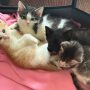 Connecticut Man Rescues Kittens from High Voltage Danger