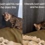 Viral Video: Startled Cat Flees When Called by Owner