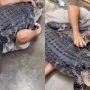 Watch: Zookeeper’s Unusual Bond with Giant Alligator