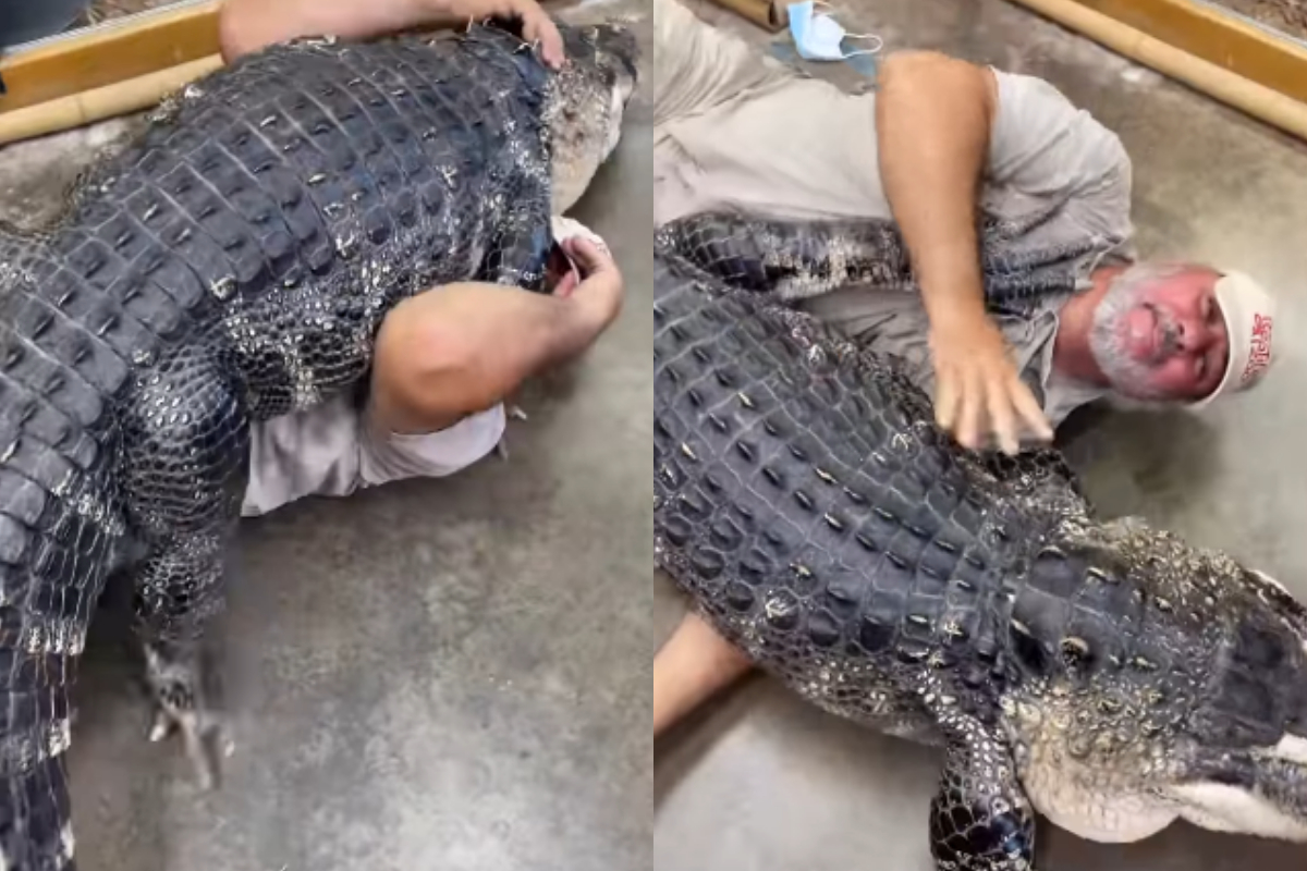 Alligator