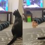 Startled Cat Scares Friend and Herself While Watching Friends