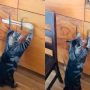 Viral Video: Cat Defeats Human’s Cabinet Lock