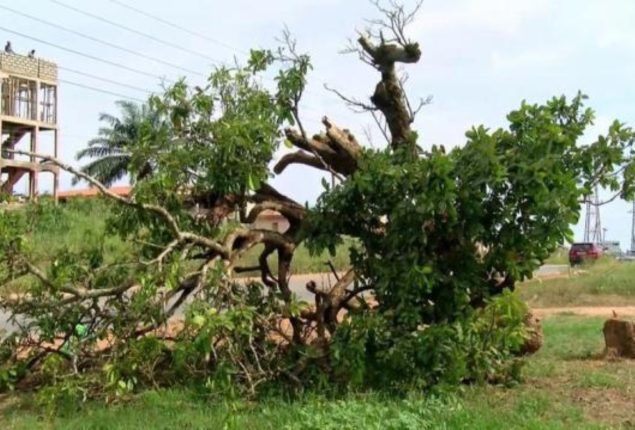 Komfo Anokye kola tree
