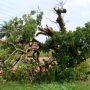 Komfo Anokye kola tree: Man denied cutting down 300-year-old tree in Ghana