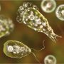 Naegleria claims another life in Karachi